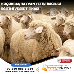 Küçükbaş Hayvan Yetiştiriciliği Eğitimi ve Sertifikası